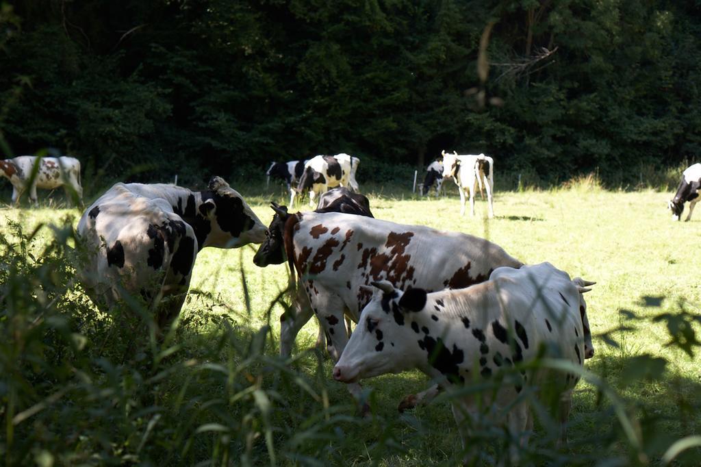 Maischeider Hof Kleinmaischeid Bagian luar foto